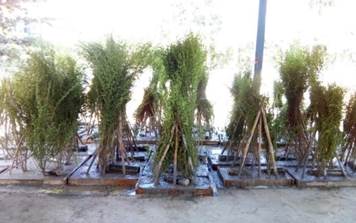 A picture containing tree, outdoor, sky, ground

Description automatically generated